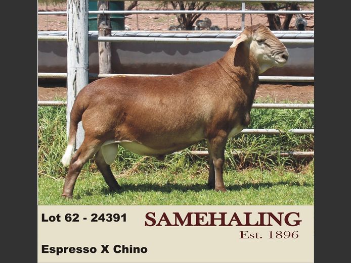 24391-SAM | SAMEHALING MEATMASTERS