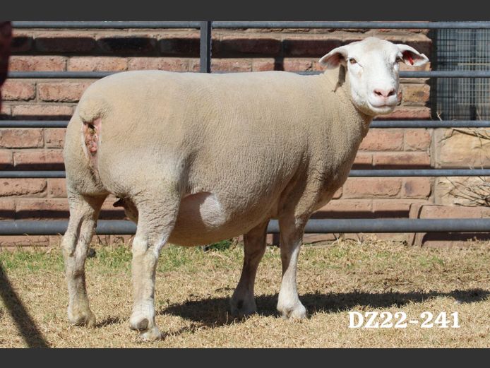 DZ 220241 | 2 STEYNS BOERDERY