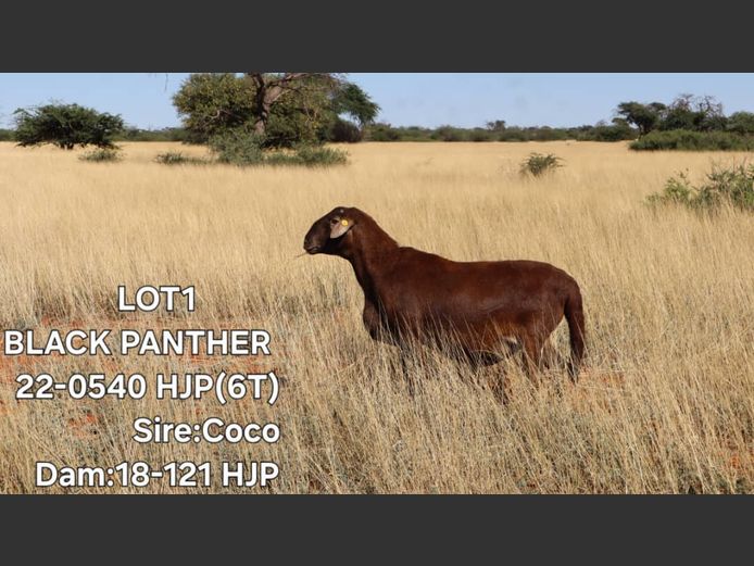 22-0540 HJP | ELVIS TJIHO