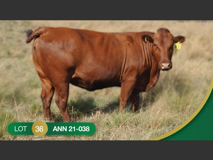 ANN 210038 | ANNANDALE BONSMARAS