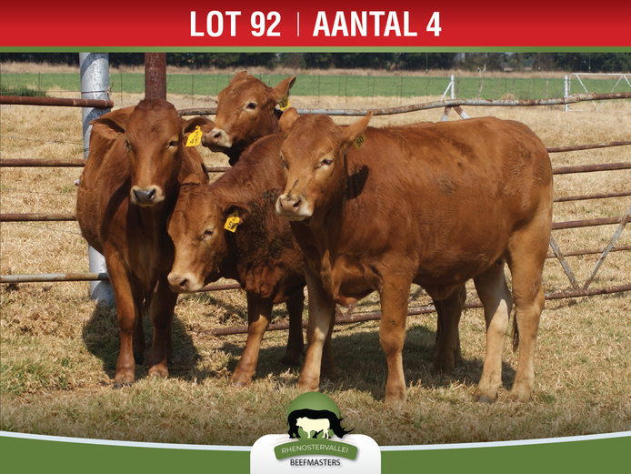 Commercial Animals | Rhenostervallei Beefmasters