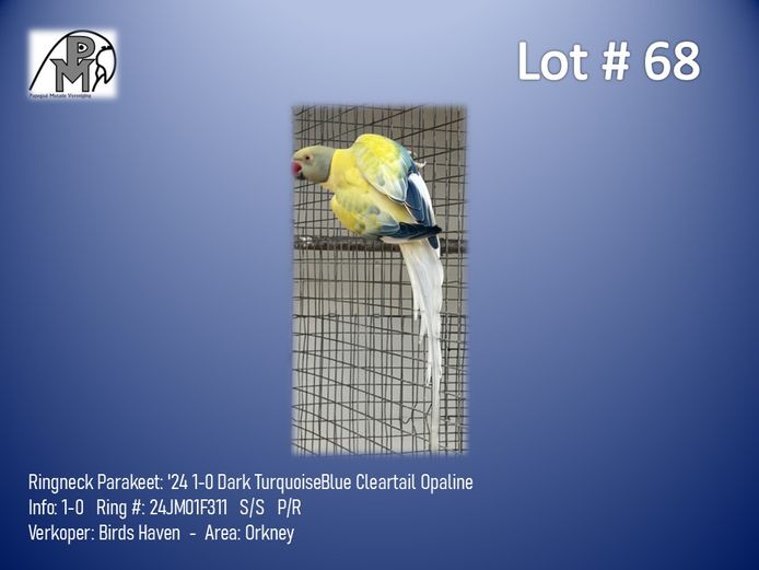 1-0 '24 Ringneck Parakeet: Dark TurquoiseBlue Cleartail Opaline - Birds Haven