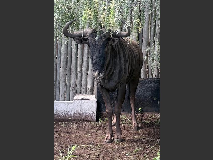 Blouwildebees Bul (Jong Bul)