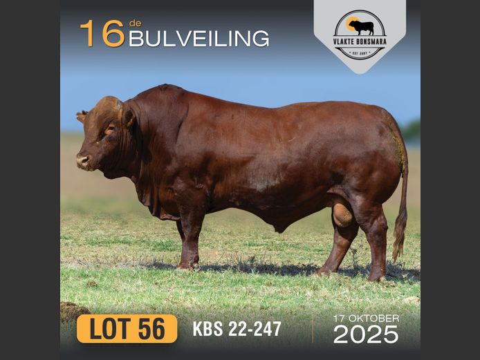 KBS 220247 | KAMEELDORING BONSMARA