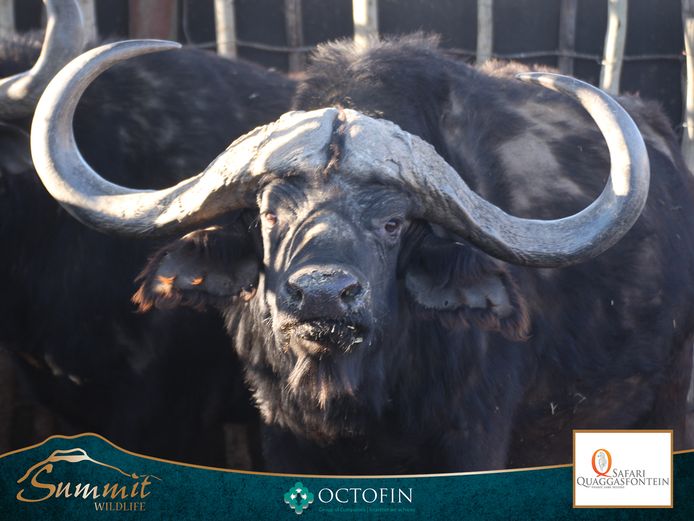 43 2/8" BUFFALO BULL