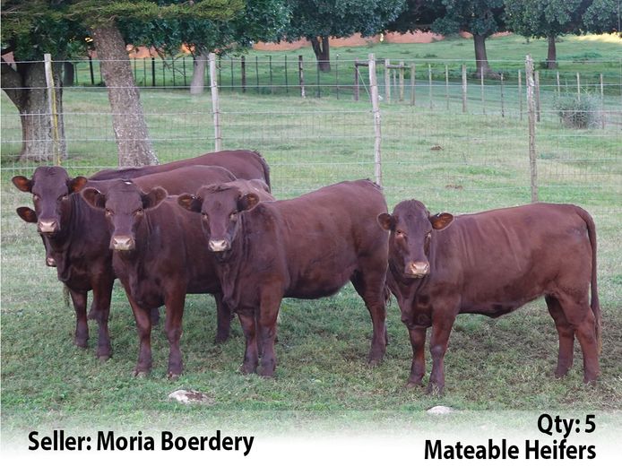 Commercial Animals | Moria Boerdery