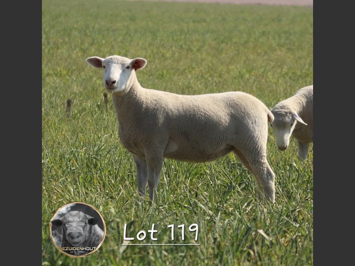 Commercial Animals | BEZUIDENHOUT ILE DE FRANCE