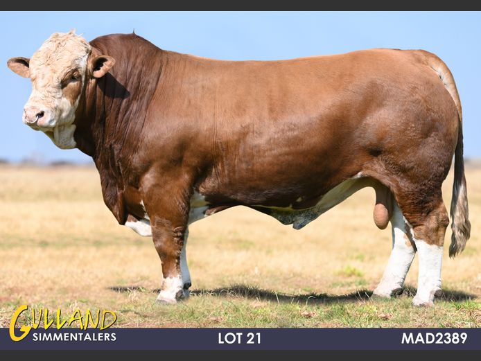 MAD2389 | MG DE JAGER