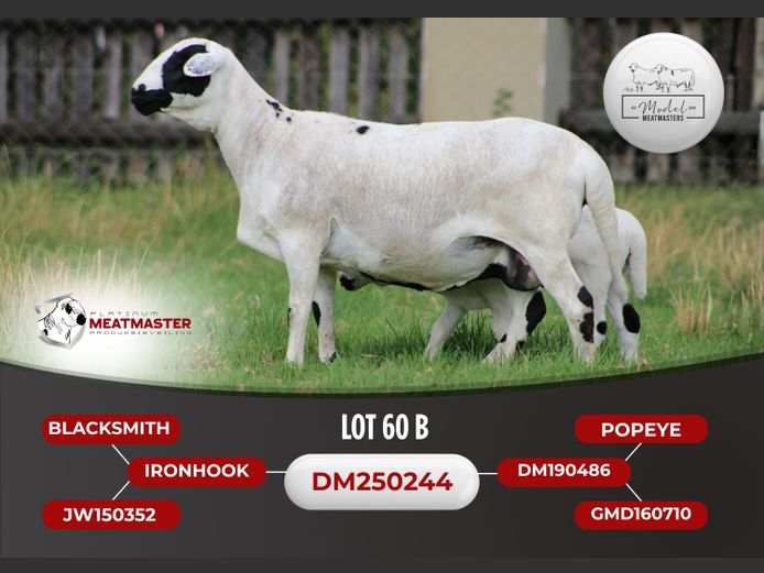 DM 25-0244 | Model Meatmasters