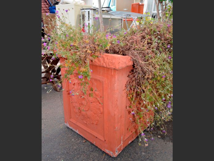 LARGE TERRACOTTA PLANTER WITH PLANT, 46 x 46 x 53cm