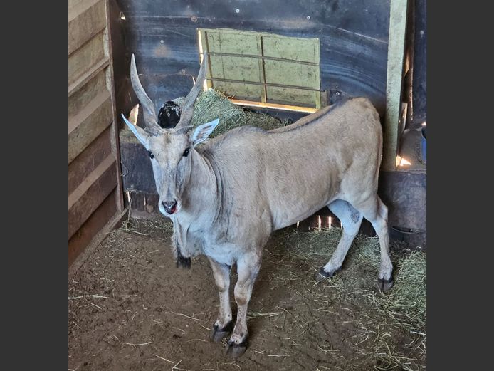 ELAND | KRUISRIVIER
