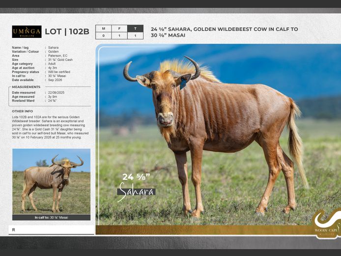 Wildebeest - Golden | Umnga Wildlife (Pty) Ltd