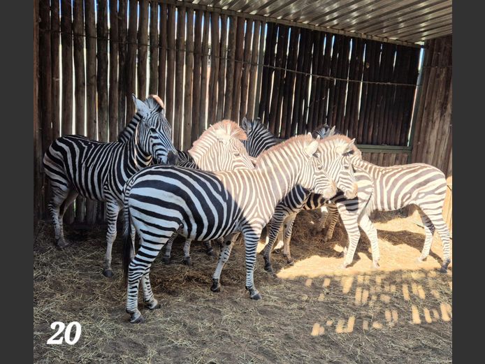 ZEBRA | SCHALK VAN ZYL
