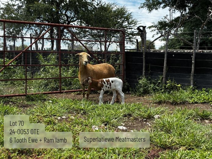 24-0053 OTE | SUPERLATIEWE MEATMASTERS