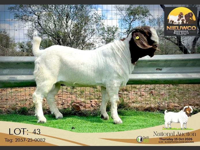 2057-25-0082 | Nieuwco Boerbokke