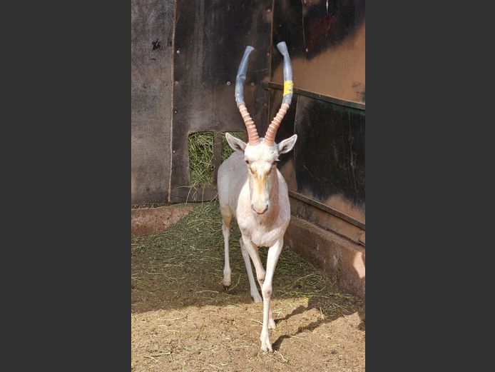 WHITE BLESBOK | HELICON