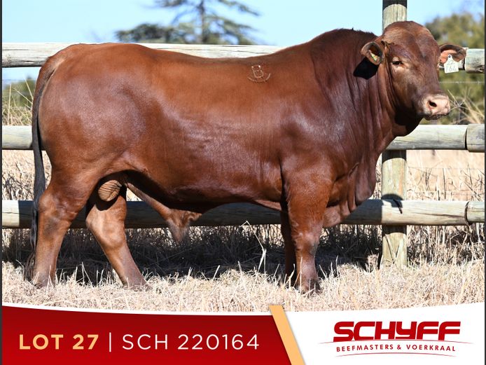 SCH 220164