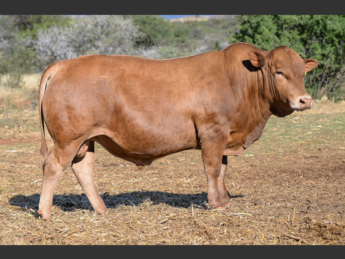 A220074 | ACACIA MOUNTAIN TULIS