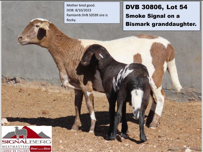 SIGNALBERG MEATMASTERS | DVB 30806