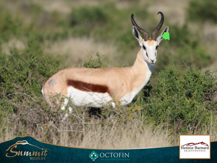 16 2/8" SPRINGBOK RAM