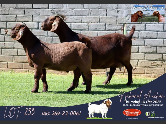 269-23-0061 | Dirk Louw (Conradie Boerbok Stoet)