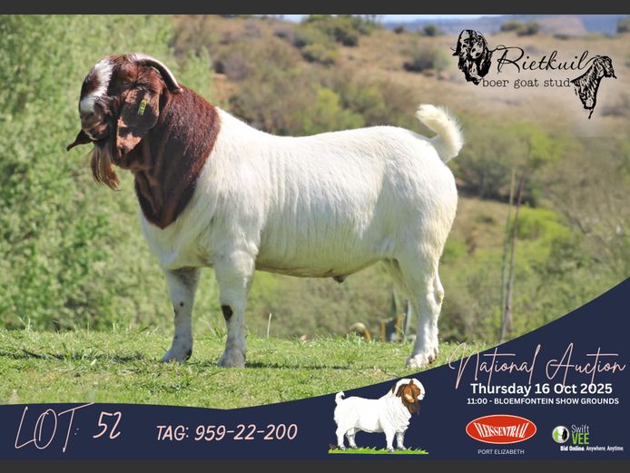959-22-200
 AFRICAN WARRIOR | Danie en Johan Strauss (Rietkuil Boerbokstoet)