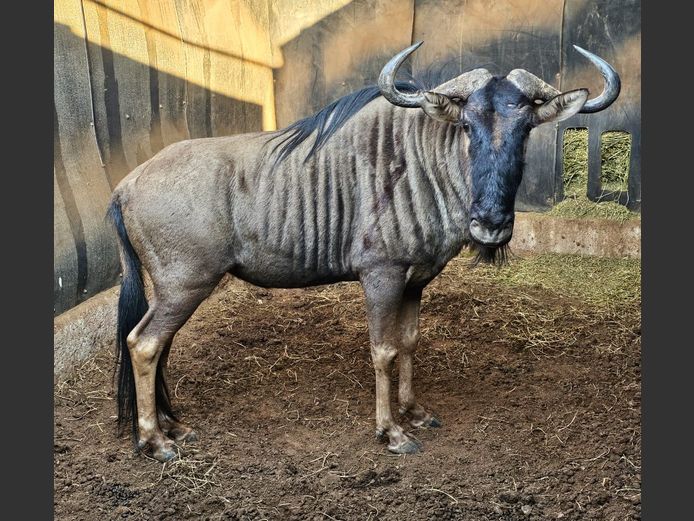 BLUE WILDEBEEST 28" | BUFFELSPOORT