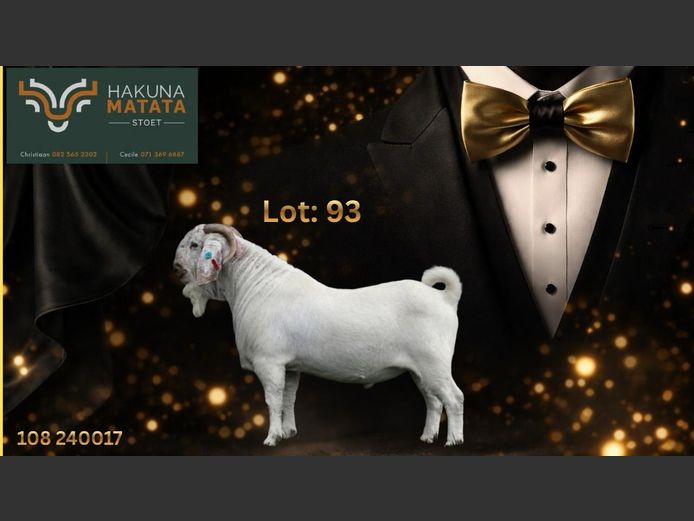 108240017 | Hakuna Matata Savanna stoet