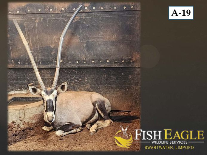 GEMSBOK