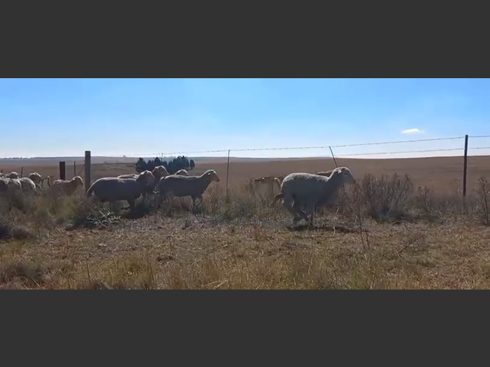 Sheep