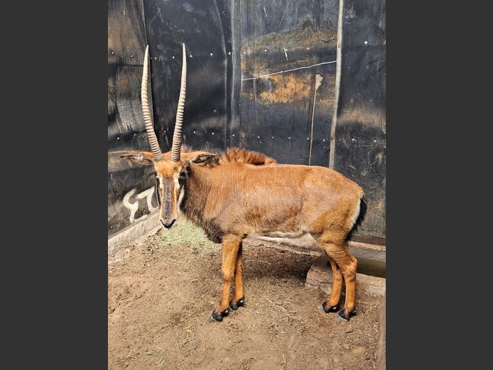 SABLE | NYLSVLEI GAME