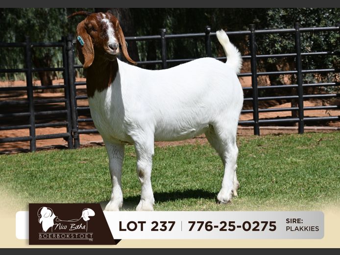 776-25-0275 | Nico Botha Boerbokstoet