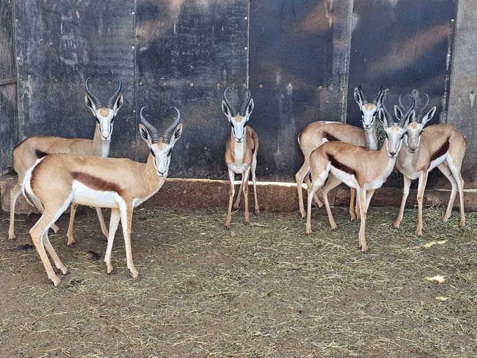 SPRINGBUCK | HELICON