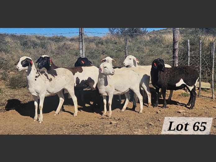 Ewes | Ben Tson