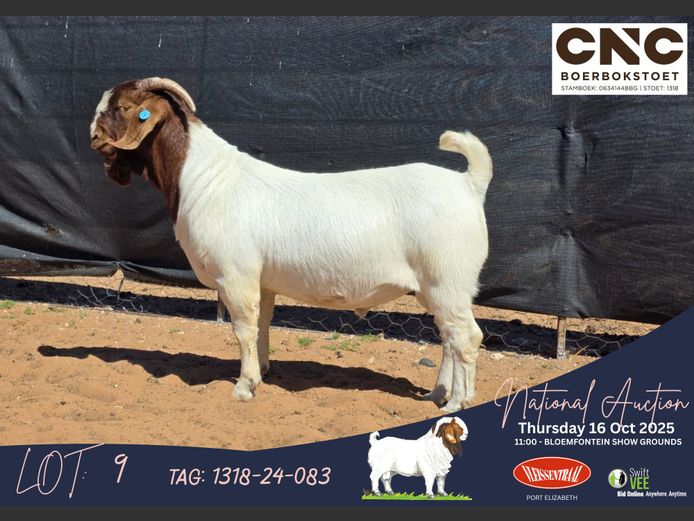 1318-24-083 | Connie Coetzee (CNC Boerbokstoet)