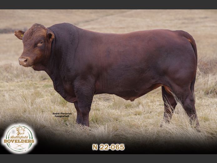 N 22-065 | MORGENTAL BOVELDERS