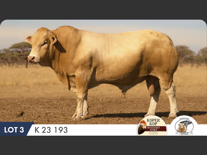 K230193 HH | KOPERKOP HUGENOOT STOET