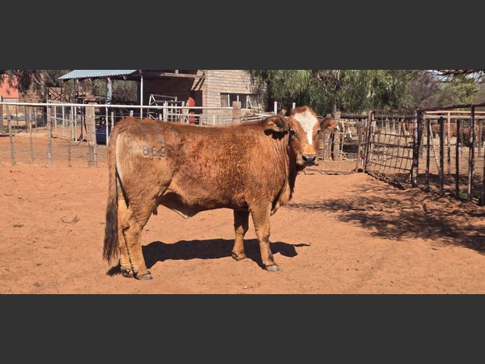 Commercial Animals