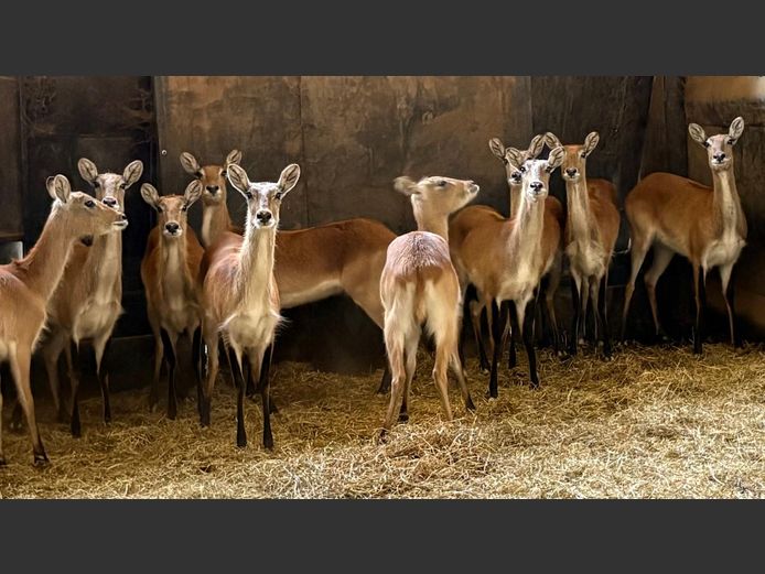 Lechwe Ooie