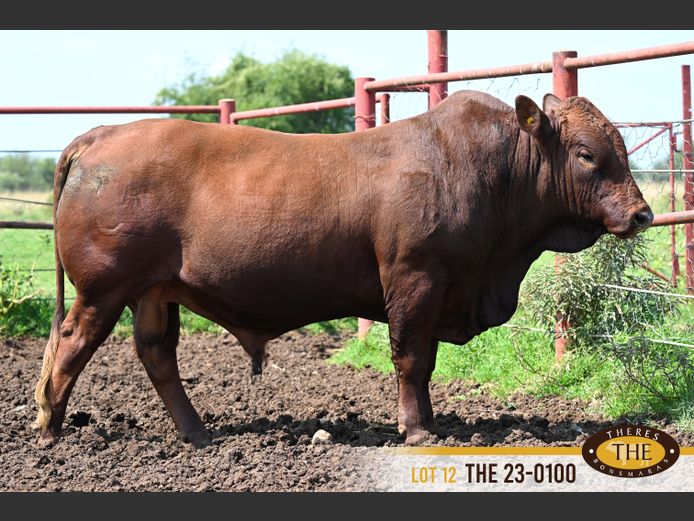 THE 230100 | J.A. PIENAAR