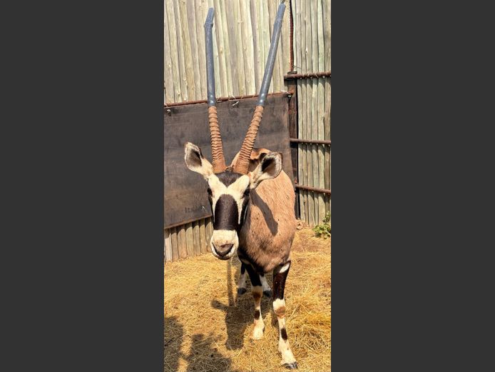 Gemsbok Bul