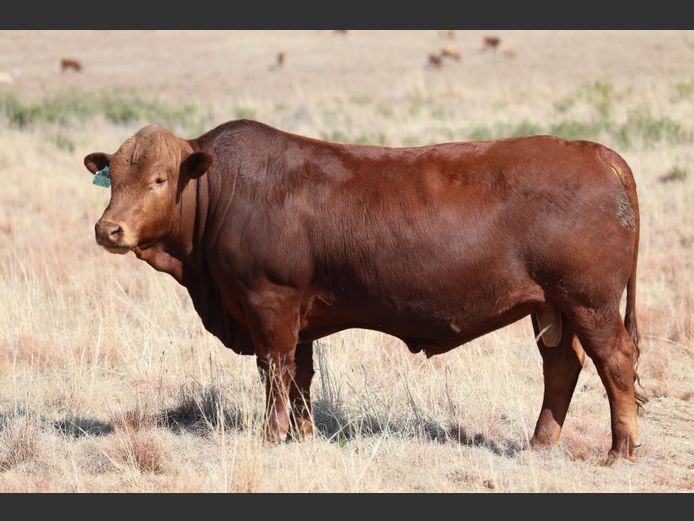 HBH 240006 | CLARK CATTLE COMPANY PTY LTD