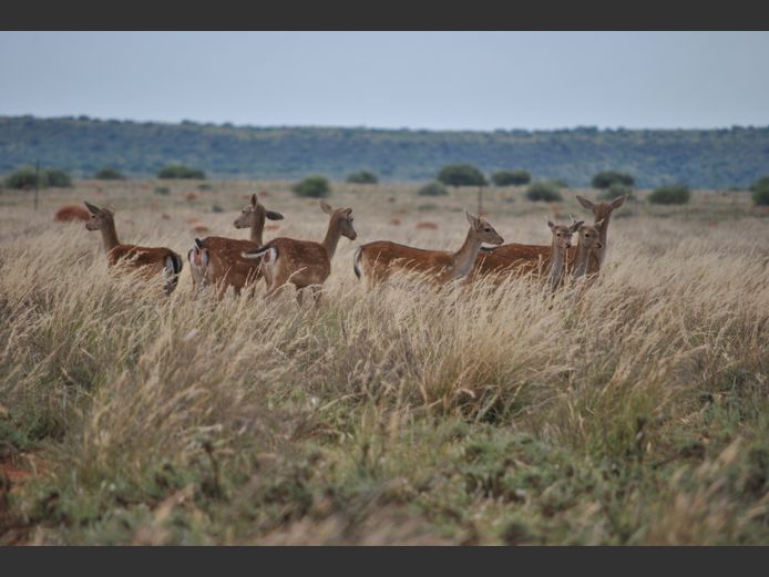 Takbok | Hennie Grobbelaar