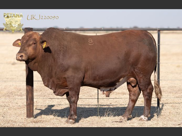 UKJ 220090