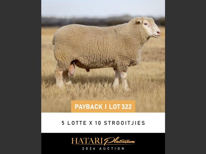 SEMEN LOT | DZ190389 | EKSTEEN’S HATARI DORMER STUD