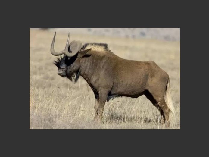 Black Wildebeest Bulls | Samara