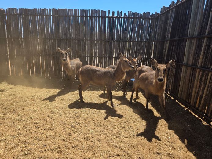 WATERBOK | HANLEY 2