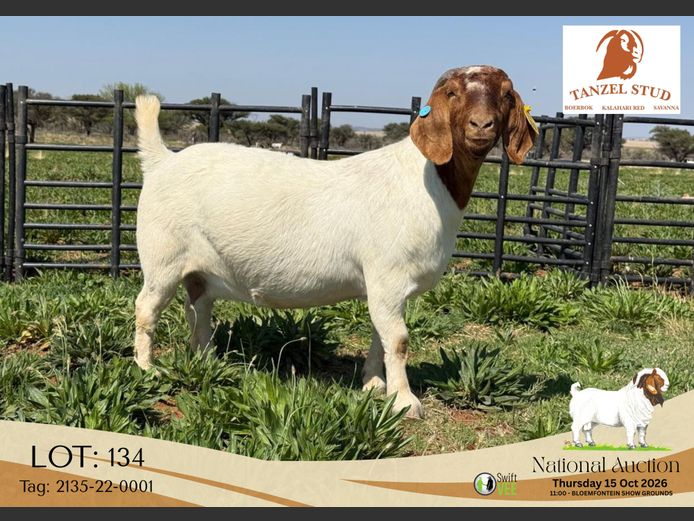 2135-22-0001 | Tanzel Stoet