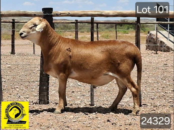 24329 | VERLAND MEATMASTERS 