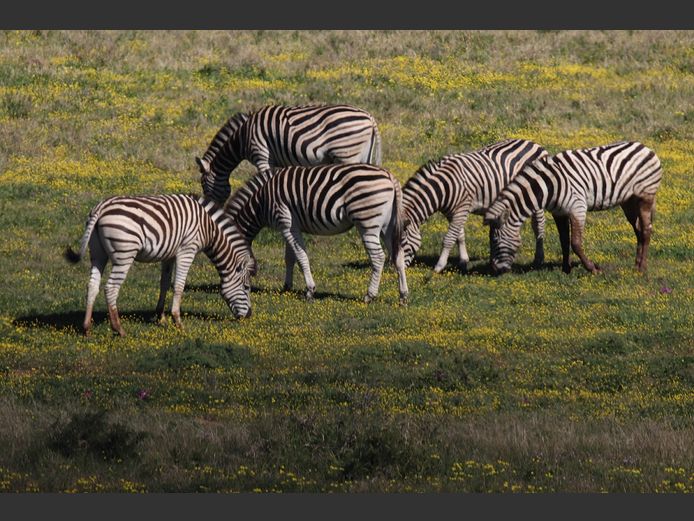 Plains Zebra Mixed | SANParks - ADDO Elephant National Park